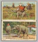 elephants in India